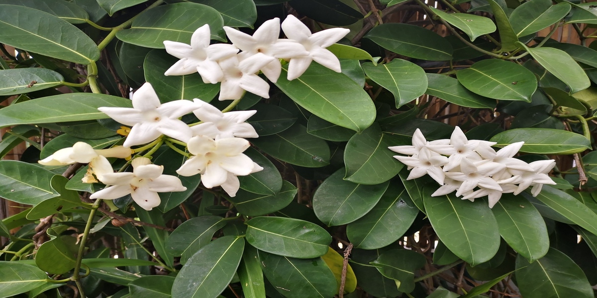 La Réunion 